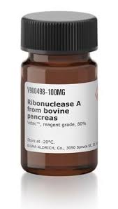 RNase A,Bovine Pancreas 100mg RNase A,Bovine Pancreas 100mg